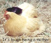 Silkie bantem hens