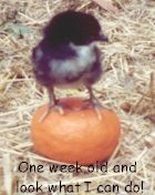 Chick on a mandarin