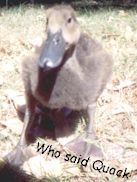 Indian Runner duckling