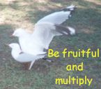 Two Sea gulls mating