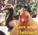 Silkie Bantam and Indian Runner duck