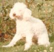 Picture of a poodle dog