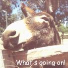 Donkey looking over fence