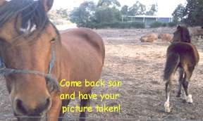 Picture of some horses
