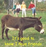 Donkey is children's pet