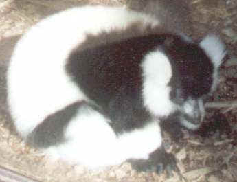 lemur