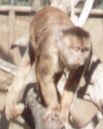 monkey