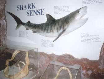 picture of shark sign