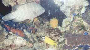 Picture of fish and coral