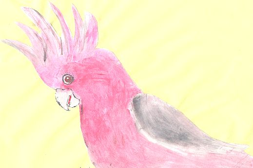 cockatoo