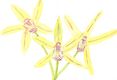 orchid