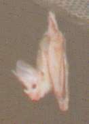 ghost bat