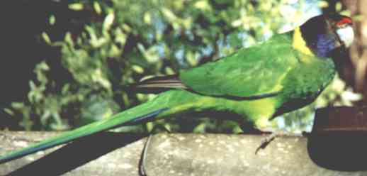 Photograph of a 28 parrot, it has a yellow band around its' neck and is predominantly green in colour but has blue black and red feathers on its head.