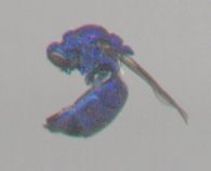 metalic blue fly