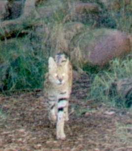 bobcat