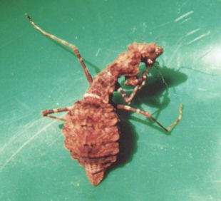 boxer ant