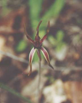 Photograph of a broad lipped spider orchid