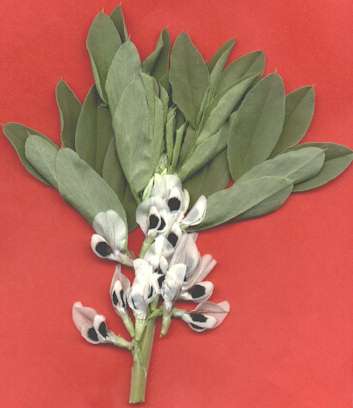 Photograph of a broad bean flower.
