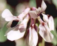 broad bean flowers