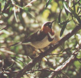 honey-eater bird brown white and black shadings