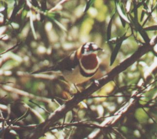 bird