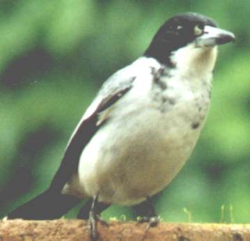 Photograph of a butcherbird it has black and white shadings on its back and a white under side