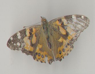 second butterfly found in hot house