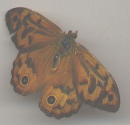 butterfly found in hot house