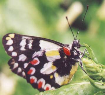 butterfly photo