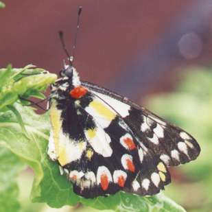 butterfly photo