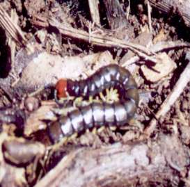 Photograph of a centipede brown and black shadings with a red head yellow legs