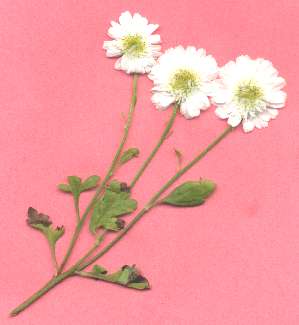 Feverfew