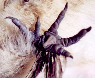 chicken foot