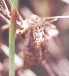 1 dragonfly nymph exoskeleton on a water reed light brown to dark brown in colour.