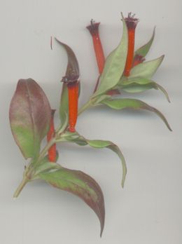 Mexican cigar flower (common name) red in colour with brown black tip.