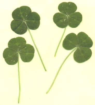 clover leaves
