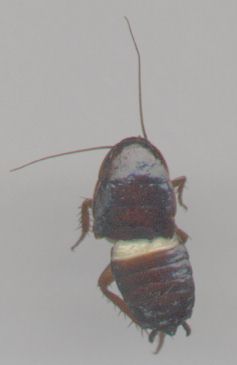 cockroach