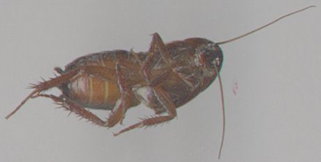 cockroach