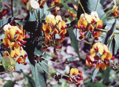 Photograph of coral vine creeper (common name) Kennedia caccinea, yellow dark pink red flower