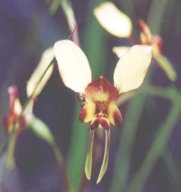 Photograph of donkey orchid, yellow red coloured flower with green leg like petals on the underside.