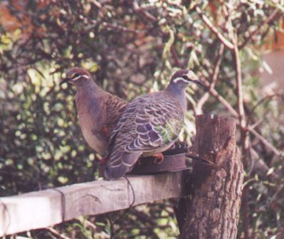 Photograph of two doves