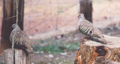 doves