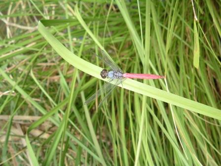 dragonfly