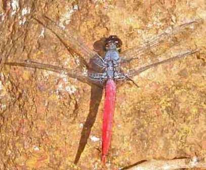 dragonfly