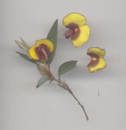 egg and bacon flowers