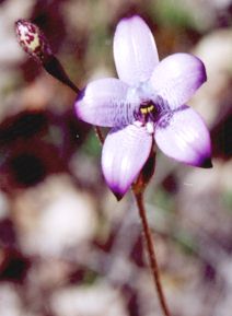 Purple enamel orchid front view