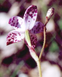 Purple enamel orchid back view
