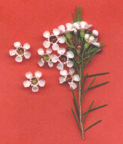 geraldton wax flowers