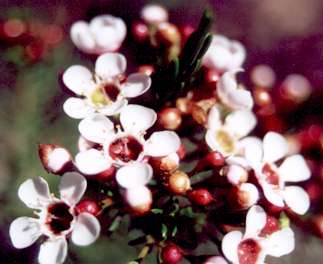 geraldton wax flowers