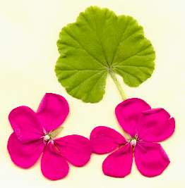 geranium flower